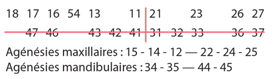 schéma-dentaire