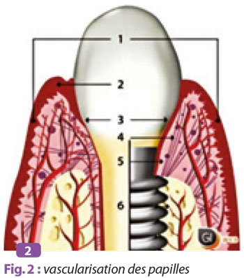 vascularisation-des-papilles