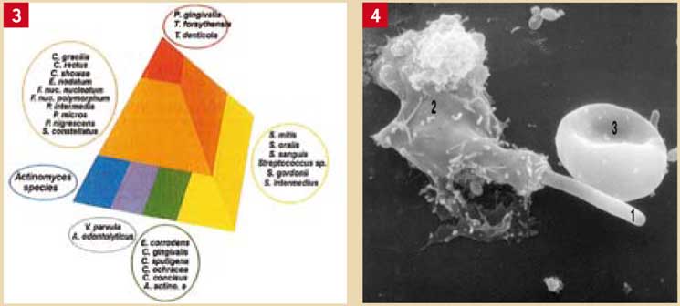 les-bactéries-des-complexes