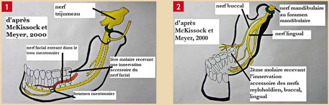 innervation-des-dents