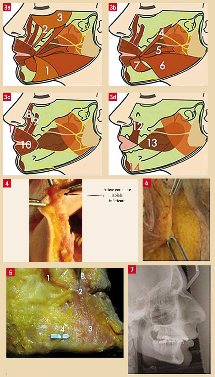 anatomie-musculaire