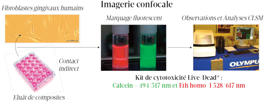 imagerie-confocale