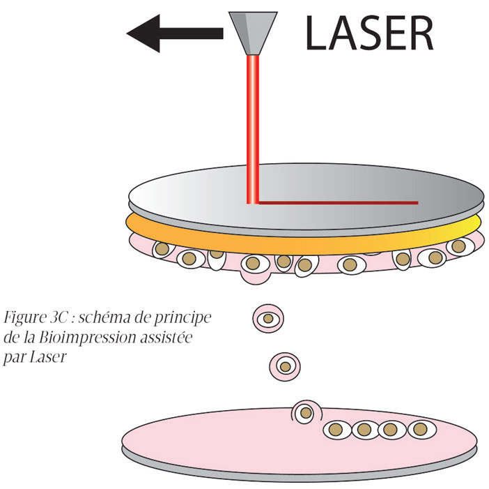 chema-de-principe-de-la-bioimpression-assistee-par-laser