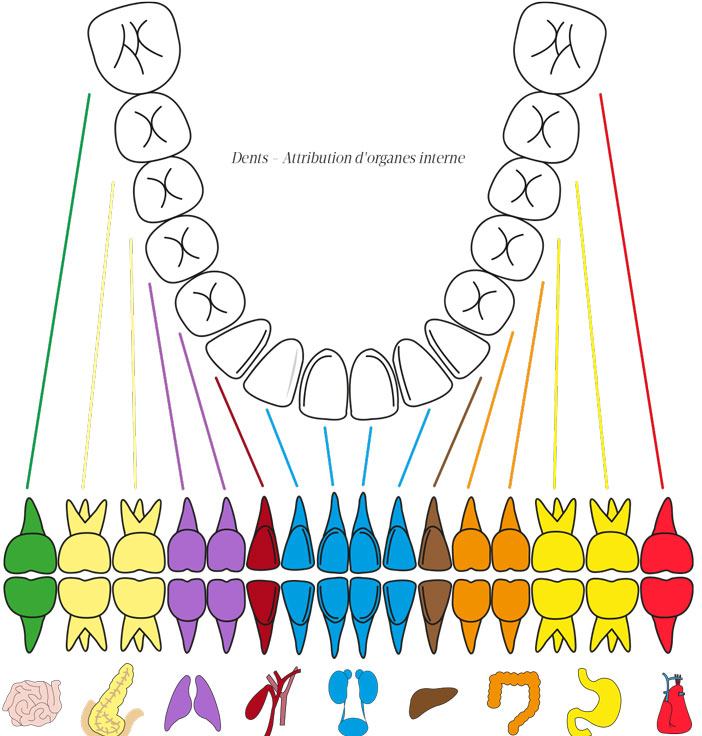 Attribution-d-organes-interne