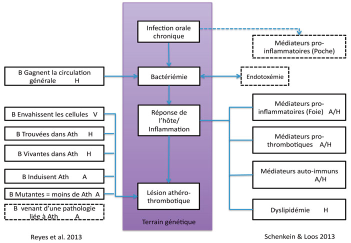 EFFET-DES-THERAPEUTIQUES-PARODONTALES