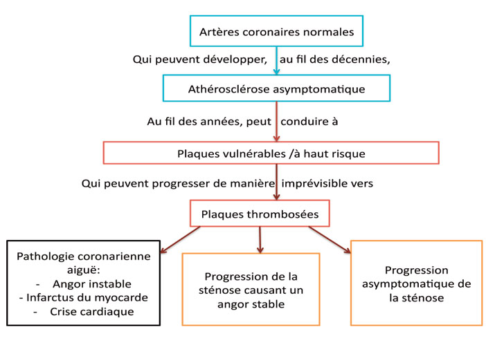 developpement-de-l-atherosclerose