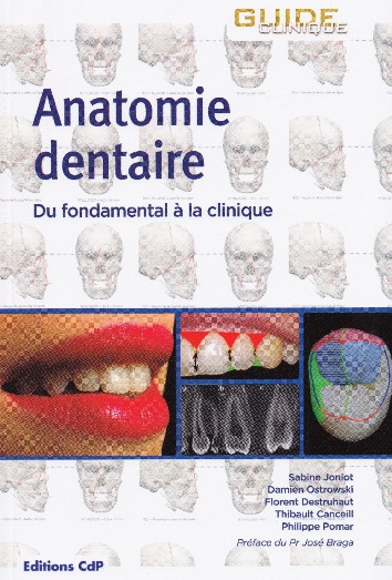 Anatomie dentaire