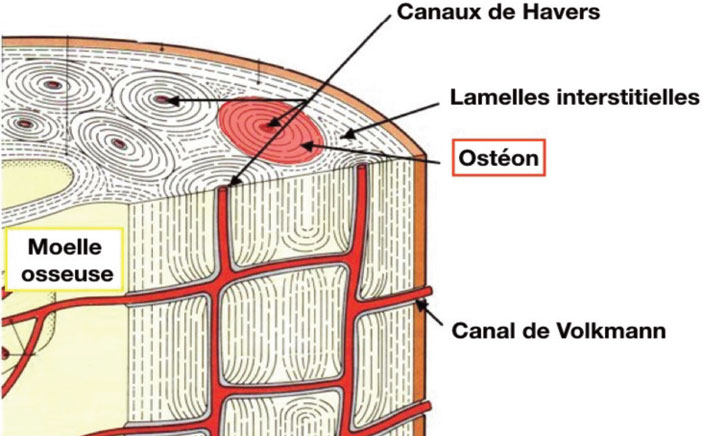 organisation-du-tissu-osseux-cortical