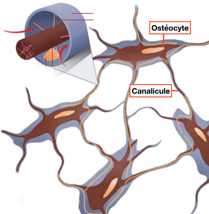 osteocytes-relies-entre-eux-par-de-fins-canalicules