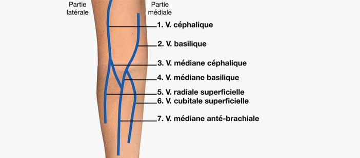 veineux-du-pli-du-coude