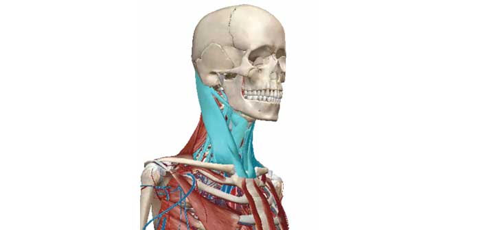 le-rachis-cervical